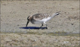 Bairds Sandpiper, juvenile
