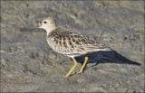 Buff-breasted Sandpiper, juvenile (1 of 2)