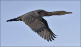 Brandt's Cormorant, basic