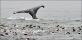 Humpback Whale