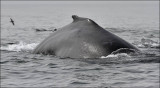 Humpback Whale