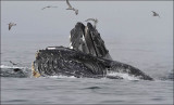 Humpback Whales feeding