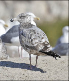 Herring Gull, 2nd cycle
