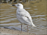 Glaucous-winged Gull, bleached 1st cycle