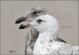 Herring Gull, 2nd cycle (2 of 3)