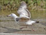 Herring Gull, 2nd cycle (3 of 3) 