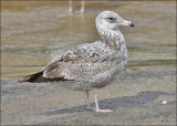 Herring Gull, 1st cycle