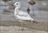 Possible Herring Gull, worn & bleached 2nd cycle (1 of 4)