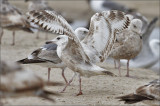 Possible Herring Gull, worn & bleached 2nd cycle (2 of 4)