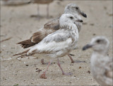 Possible Herring Gull (with Western Gulls), bleached & worn 2nd cycle (4 of 4)
