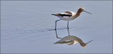 American Avocet, alternate adult