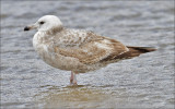 Herring Gull, 1st cycle (1 of 2)