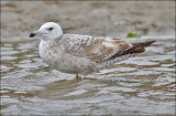 Herring Gull, 1st cycle (2 of 2)