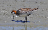 Wilsons Phalarope, alternate plumage