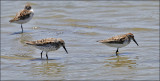 Western Sandpipers, alternate plumage