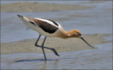 Ameerican Avocet, alternate plumage