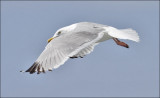 Herring gull, basic adult 