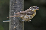 Rose-breasted Grosbeak, breeding female