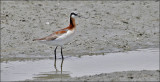 Wiolsons Phalarope, breeding (2 of 2)