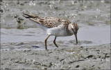 Pectoral Sandpiper, breeding adult (2 of 2)