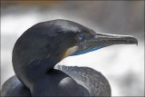 Brandt's Cormorant, breeding adult