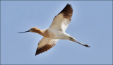 American Avocet, alternate (1 of 3)