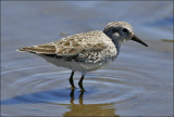 Western Sandpiper, pre basic adult