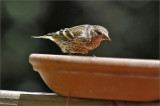 Pine Siskin