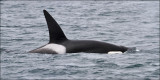 Orca, male