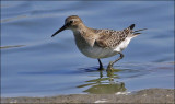 Baird's Sandpiper, juv. (3 of 3)