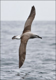 Salvins Albatross, juv. 