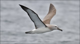 Salvins Albatross, juv (10/14)