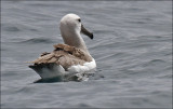 Salvins Albatross, juv. (14/14)