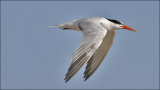 Eleant Tern, 1st cycle