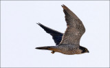 Peregrine Falcon, adult (2 of 2)