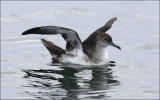 Black-vented Shearwater