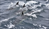 Long-beaked Comon Dolphins