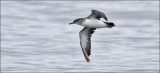 Black-vented Shearwater