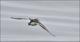 Red-necked Phalarope, juvenile