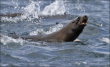 California Sea Lion