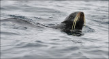 Northern Fur Seal (1 of 2)