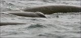 Baird's Beaked Whales (2 of 2)
