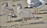 Glaucous-winged x Herring Gull, 1st cycle (1 of 2)