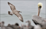 Glaucous-winged x Herring Gull, 1st cycle