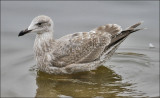 Glaucous-winged x Herring Gull, 1st cycle