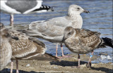 GW x HERG (center )2nd cy with 1st cy WEGUs