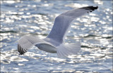 Herring Gull, basic adult (1 of 2)