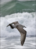 Herring Gull, 2nd cycle (4 of 4)