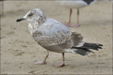 Thayers Iceland Gull, 2nd cycle