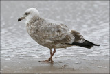 Thayers Iceland Gull, 2nd cycle (1 of 2)